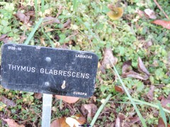 Thymus serpyllum serpyllum