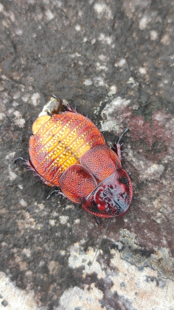 Bionoblatta marcelli
