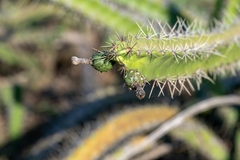 Stenocereus standleyi, photograph (c) José Javier Barrios Flores, some rights reserved (CC BY)