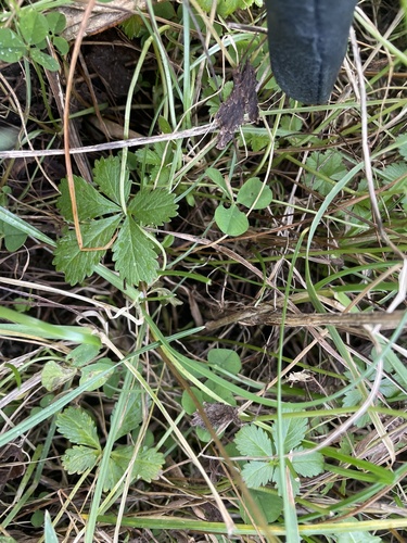 creeping cinquefoil