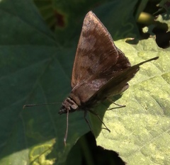 Pellicia