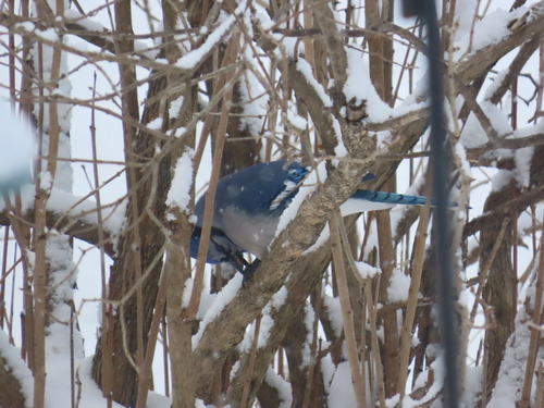 Blue Jay (Cyanocitta cristata), photo 3