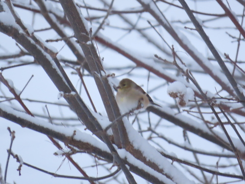 American Goldfinch (Spinus tristis), photo 2