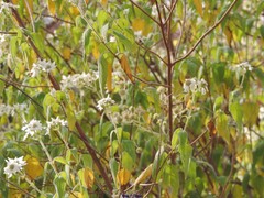 Podachaenium paniculatum