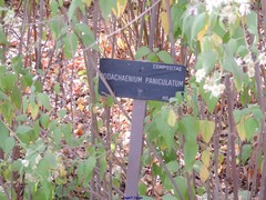 Podachaenium paniculatum