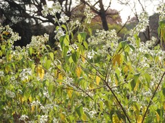 Podachaenium paniculatum