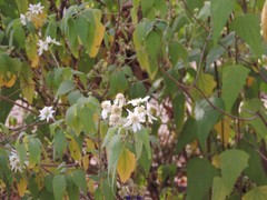 Podachaenium paniculatum