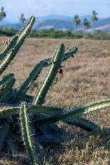 Stenocereus standleyi, photograph (c) José Javier Barrios Flores, some rights reserved (CC BY)