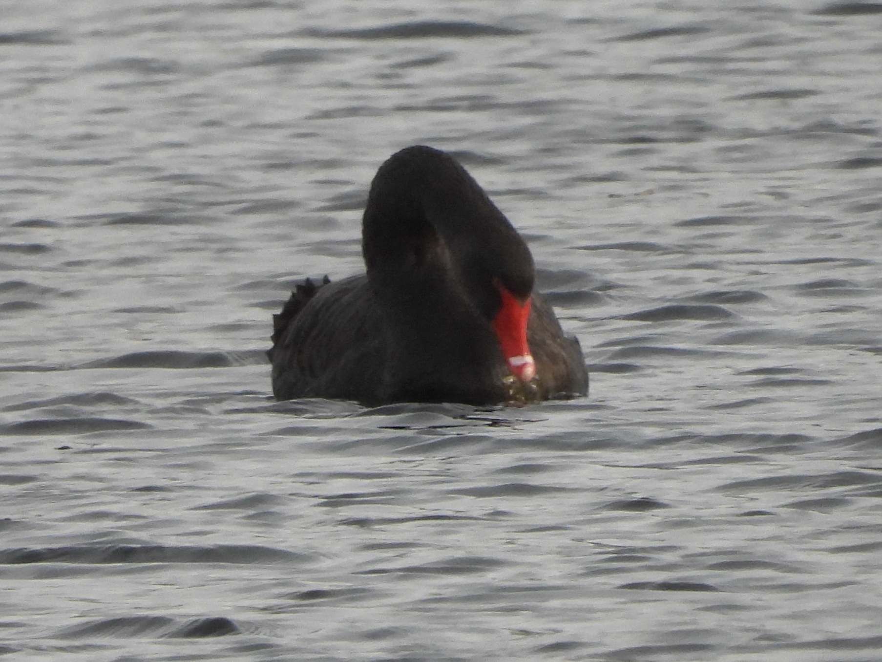 Black Swan