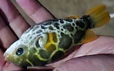 Common puffer (Dichotomyctere fluviatilis) — Tetraodontidae