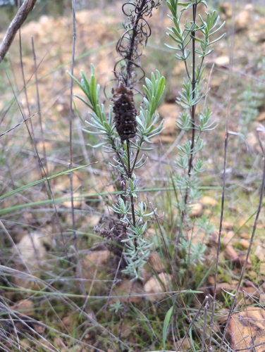 Topped lavender