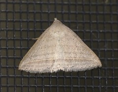 Loxioda hampsoni