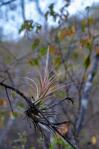 Tillandsia achyrostachys, photograph 3