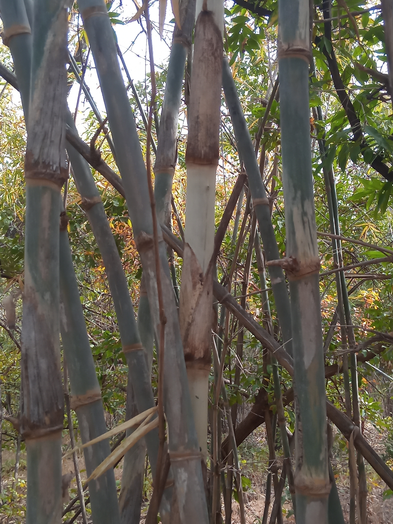 Imagem de bambu-abissínio