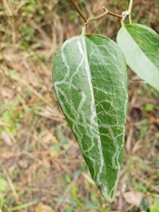 Marmara smilacisella