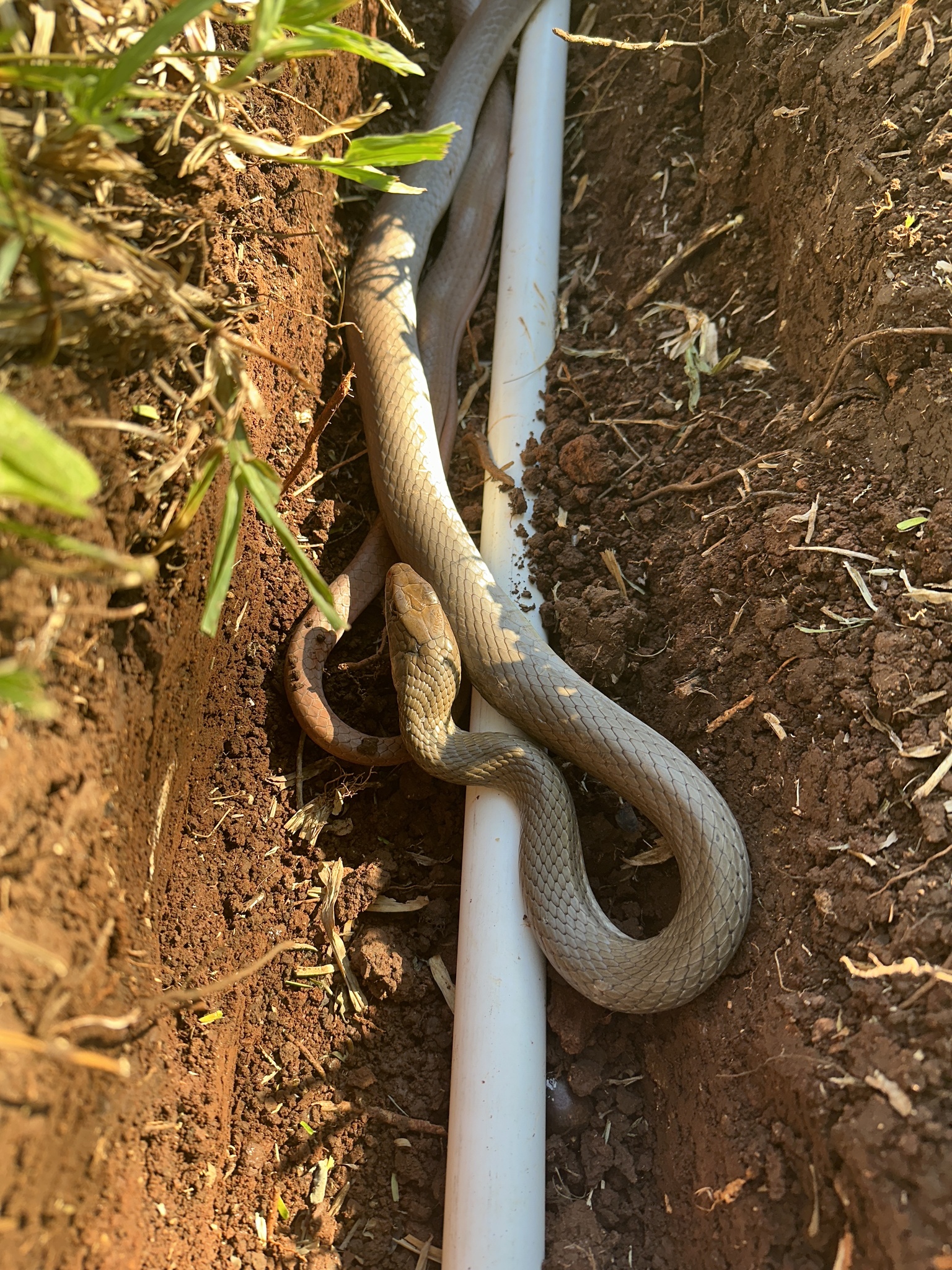 Neotropical Whip Snake photo 6