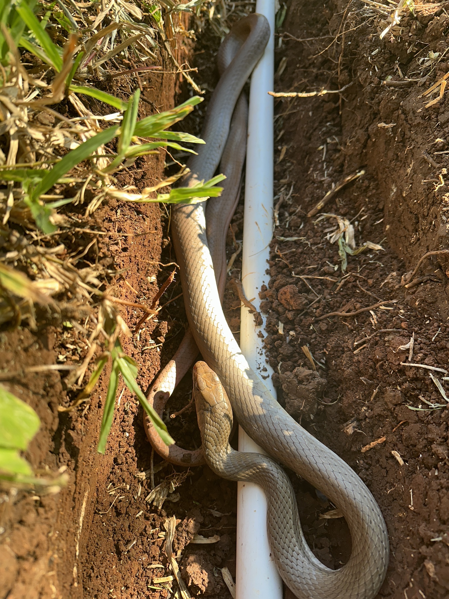 Neotropical Whip Snake photo 7