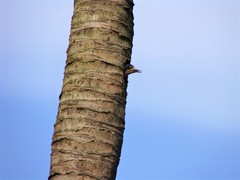 Melanerpes portoricensis