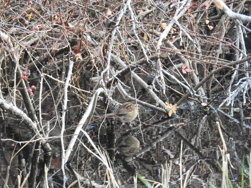 Swamp Sparrow (Melospiza georgiana), photo 4