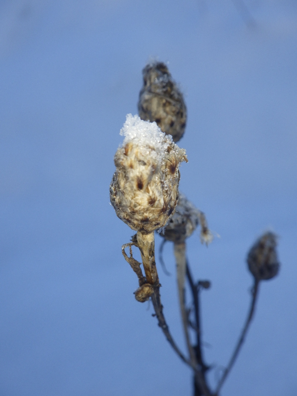 Brown knapweed