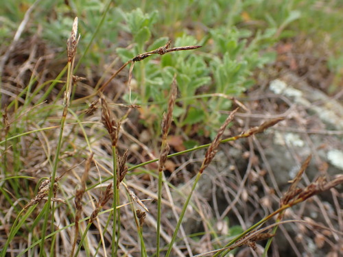 weak arctic sedge (Carex supina)