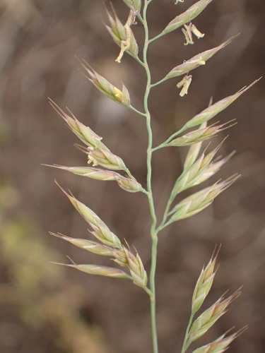 Valais Fescue (Festuca valesiaca)