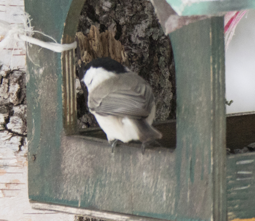 Marsh Tit (Poecile palustris)