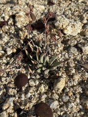 Dudleya abramsii