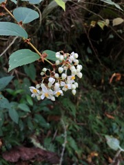 Begonia meridensis, photograph desertnaturalist, CC BY, iNaturalist via GBIF