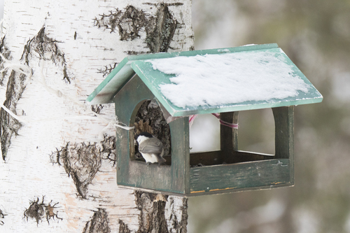 Marsh Tit (Poecile palustris), photo 2