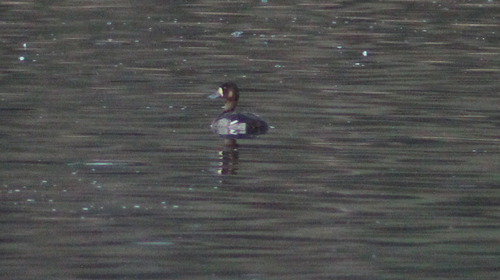 Greater Scaup (Aythya marila), photo 2
