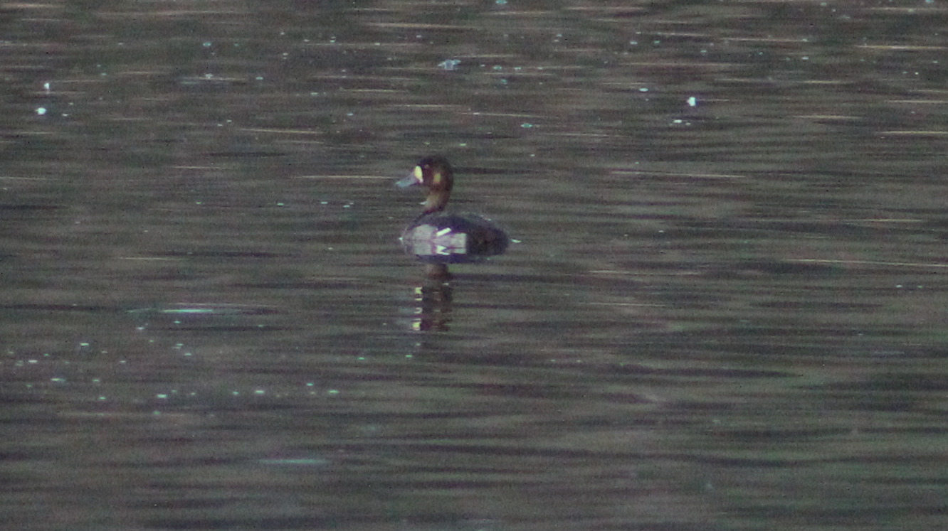 Greater Scaup (Aythya marila), photo 2