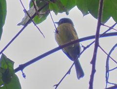 Rhynchocyclus brevirostris