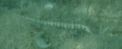 Syngnathidae