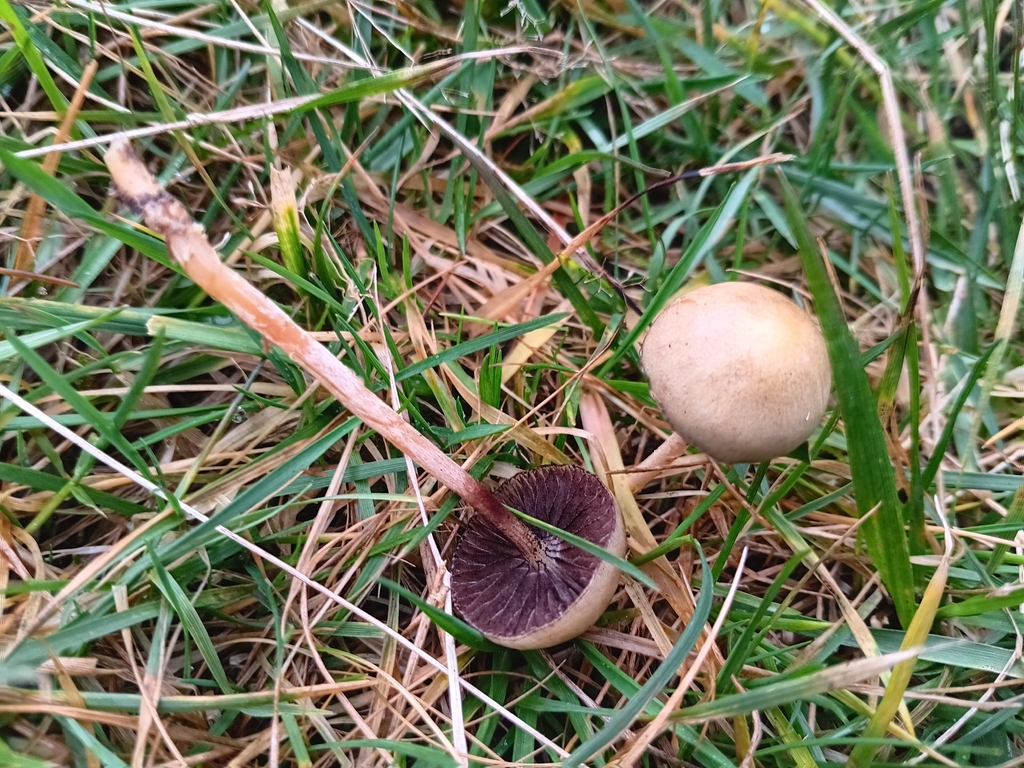 Protostropharia semiglobata · January 2026 · photo: © considerthelilies (iNaturalist, cc-by)