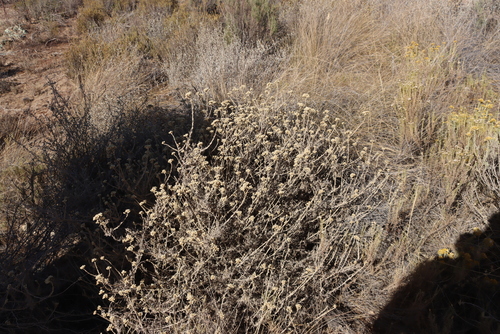 Rose Everlasting (Helichrysum rosum)