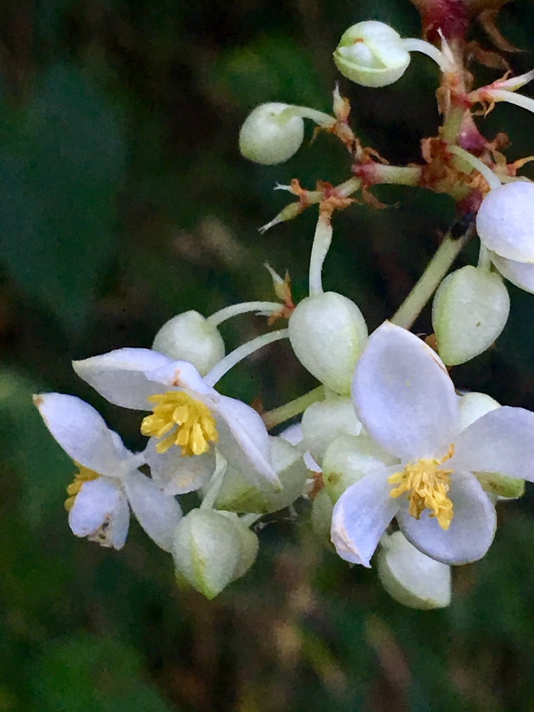 Lepsia