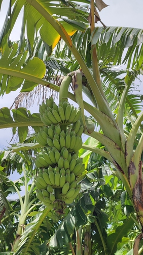Plantain