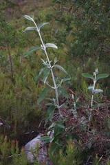 Buddleja madagascariensis