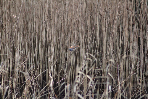 Bearded Reedling (Panurus biarmicus), photo 2