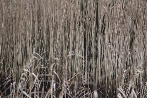 Bearded Reedling (Panurus biarmicus), photo 3