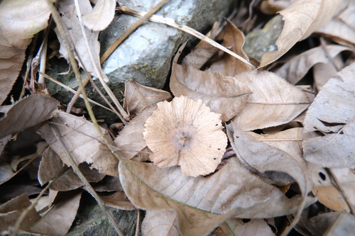 Wheel Wingnut (Cyclocarya paliurus)