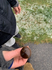 Nolanea edulis concentrica