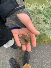 Nolanea edulis concentrica