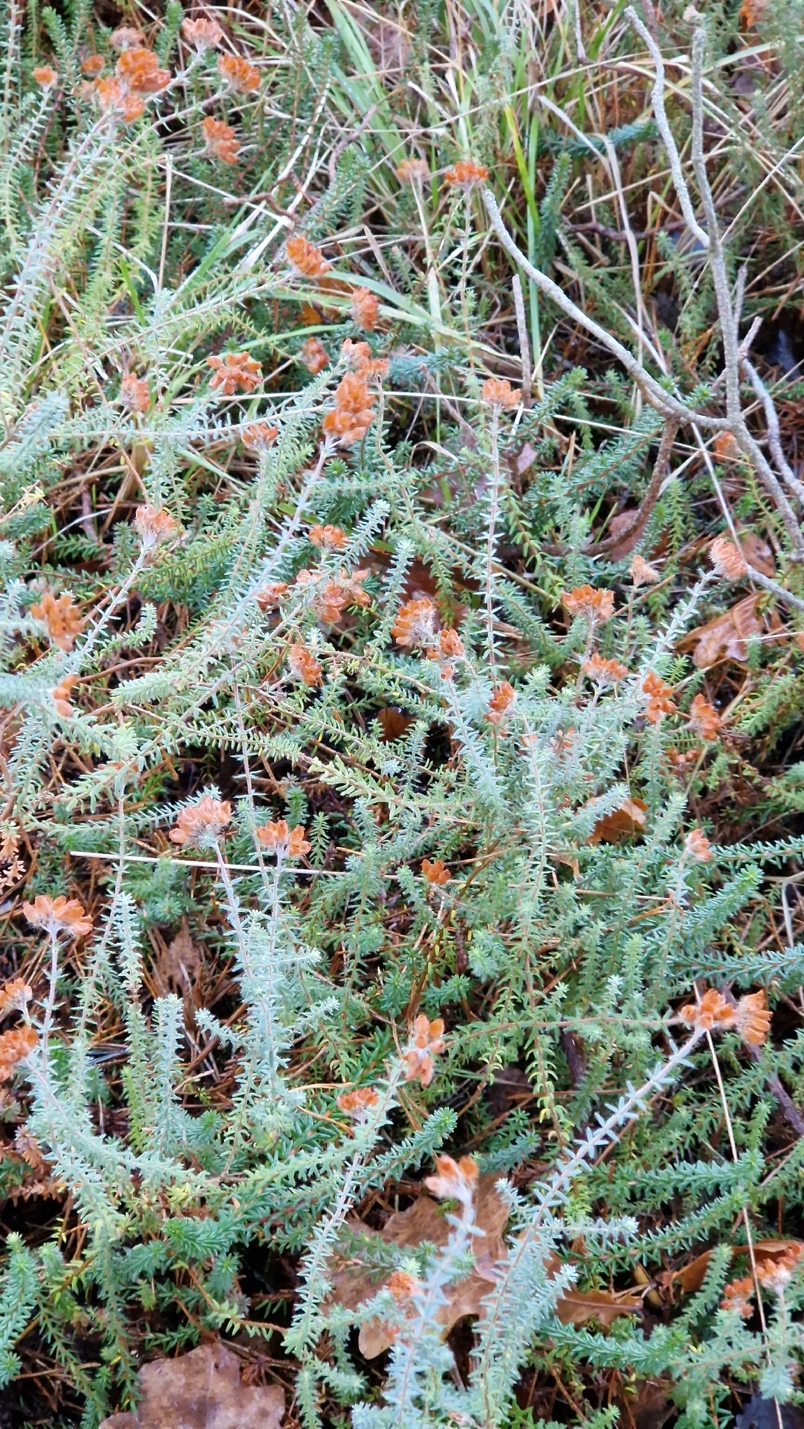Cross-leaved heath