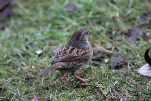 Dunnock (Prunella modularis), photo 4