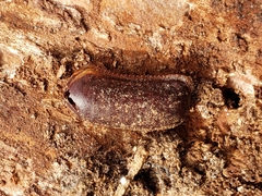 Eurycotis floridana