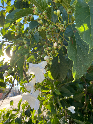 Cordia superba, photograph 3