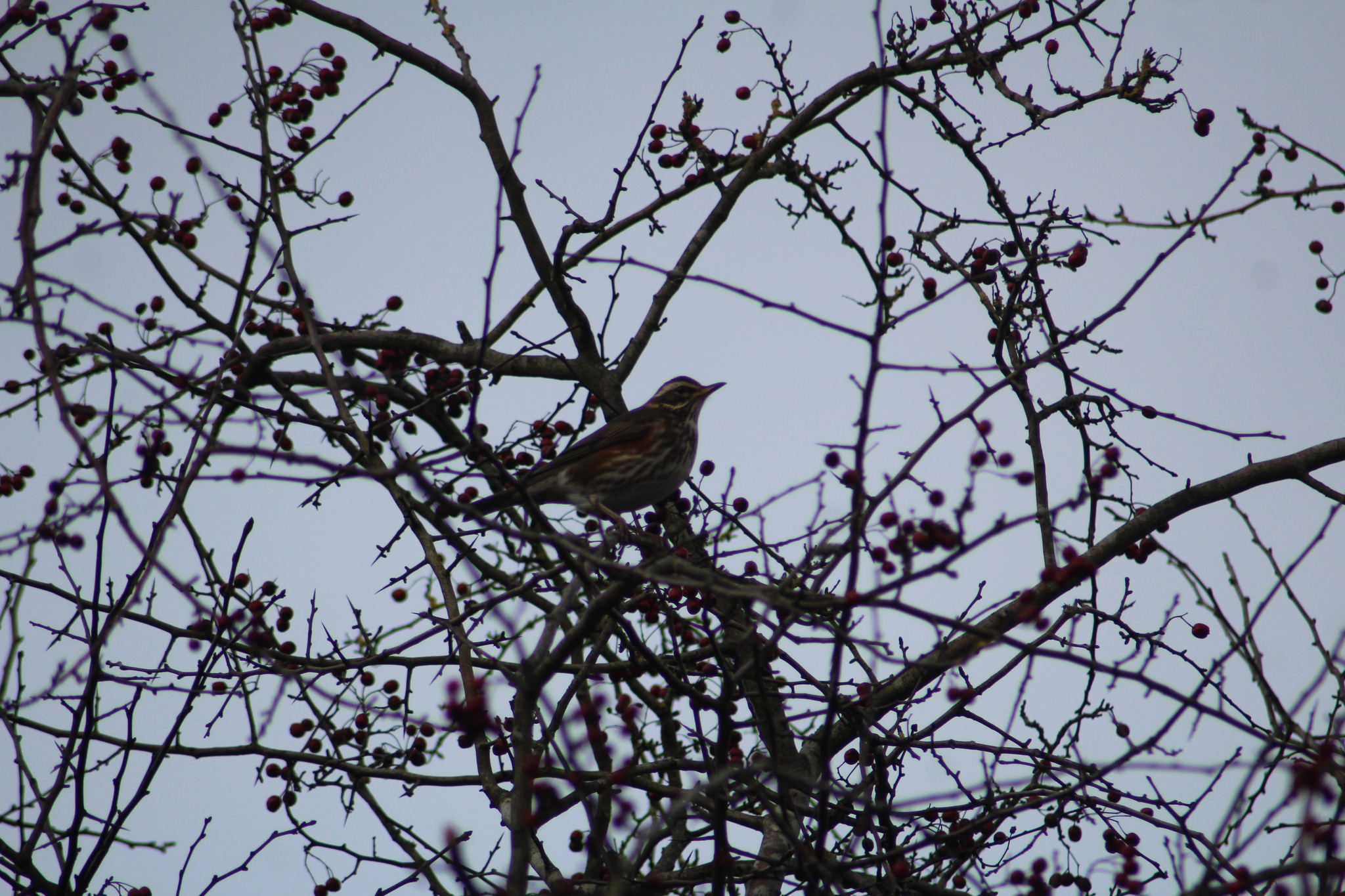 Redwing (Turdus iliacus), photo 8