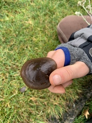 Nolanea edulis concentrica